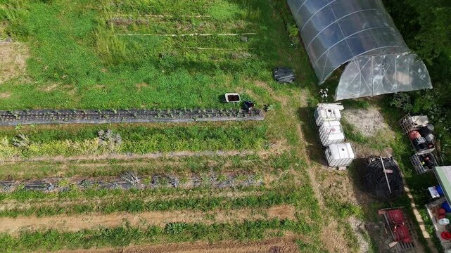 Slow Motion Overhead drone perspective revealing Womam farmer tending crops in mulched rows, with herding dogs and a wheelbarrow next to her