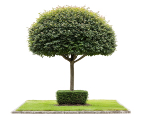 Round trimmed tree green foliage manicured hedge square bush isolated on white landscaping ornamental plant outdoor garden decorative fresh nature