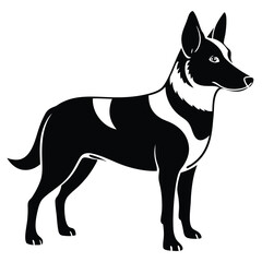 Elegant Silhouette of a Belgian Shepherd Dog Standing Alert with a Striking Black and White Coat Pattern and Upright Ears
