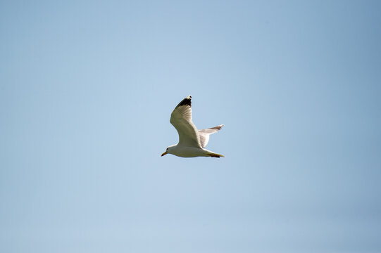 seagull flying in the sky
