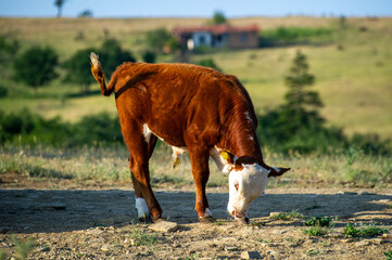 a brown cow grazing on the meadow in the mountains in Bulgaria