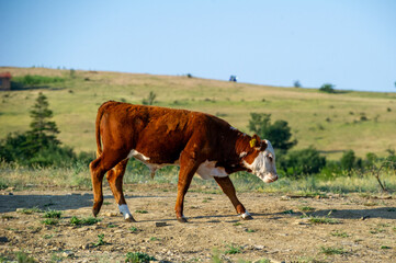 a brown cow grazing on the meadow in the mountains in Bulgaria