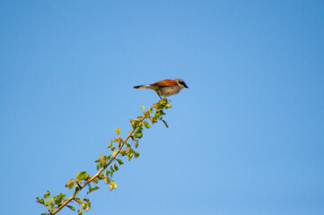 red-backed shrike perched on a tree branch 