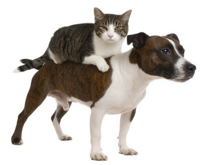 Obraz premium Cat sitting on dog back, isolated on transparency background, playful and friendly pet interaction, domestic animals, tabby cat and brown white dog, unique companionship