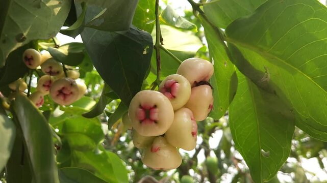 Low angle shot of pink Rose apple, scientifically known as Syzygium jambos, has many common names depending on the region. Some of the most popular include Gulab Jamun in Hindi, Jambos or Jambu.