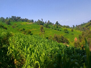 Lush green maize field on a sunny day with forested hills in the background