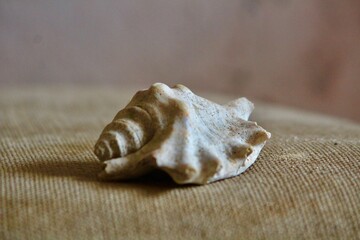 An old Conch collected from Kotakinabalu, Malaysia