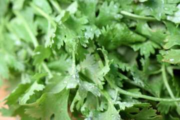 Fresh Coriander Leaves On Wooden Table Close Up With Background Blur