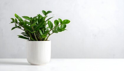 Indoor garden decor modern white room high resolution photo
