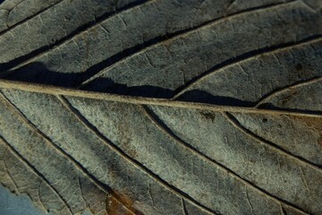 close-up of a dried autumn leaf with vein detail