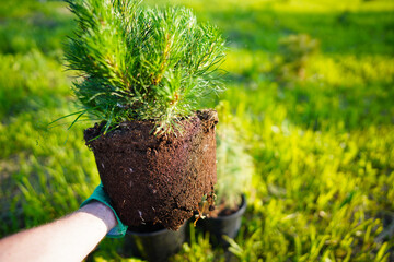 Repotting Mugo Pine. Dwarf Mugo Pine grown in closed root system. Mugo pine Mughus from a pot....