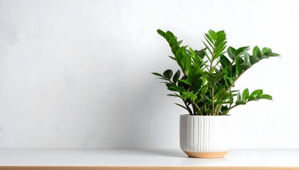 Natural light hitting indoor plant setup high resolution photo