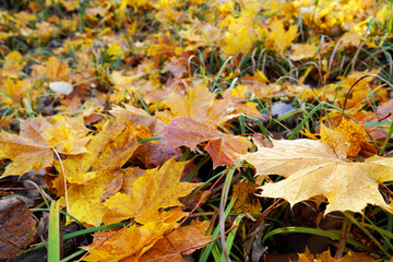 Fallen yellow leaves on ground. Autumn background. Yellow maple leaves fallen from trees on the...