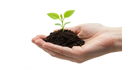 Hand Holding Seedling on White Background