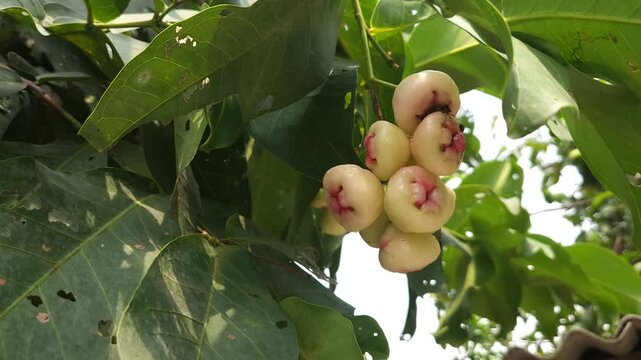 Low angle shot of pink Rose apple, scientifically known as Syzygium jambos, has many common names depending on the region. Some of the most popular include Gulab Jamun in Hindi, Jambos or Jambu.