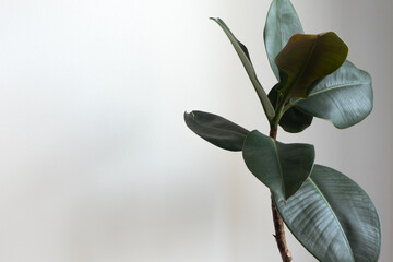 Minimal green leaves of ficus plant background with copy space