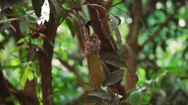 Paradise flycatcher bird 4k closeup footage closeup front side, female back side. four nestling