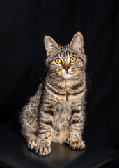 Obraz premium Cute and funny young cat sitting on dark background. Clean, minimal composition makes it suitable for pet product ads, branding, or social media content.