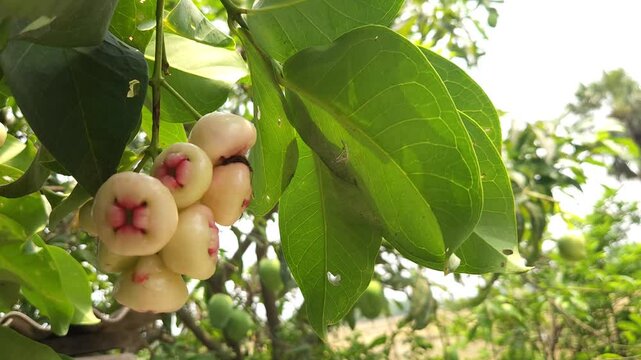 Low angle shot of pink Rose apple, scientifically known as Syzygium jambos, has many common names depending on the region. Some of the most popular include Gulab Jamun in Hindi, Jambos or Jambu.