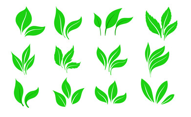 Green leaves icons set isolated on white background vector illustration. Collection of green leaves. Template for package and cover. Vegan, tree, plant, fresh, energy and healthy nutrition concept.