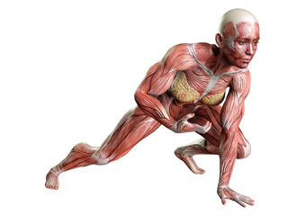 3D Rendering Female Anatomy Figure on White