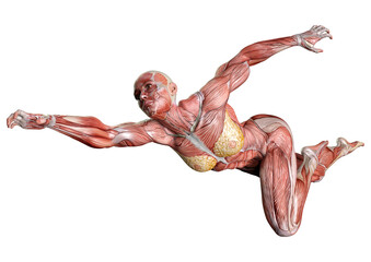 3D Rendering Female Anatomy Figure on White