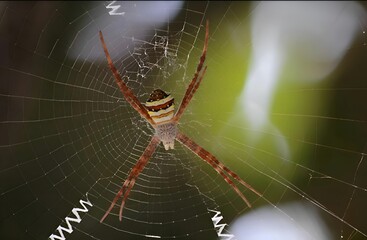 Macro Photo of Spider on Zigzag Web