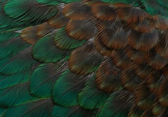Emerald and Bronze Bird Feathers: A Close-Up Macro Photograph