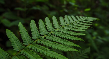 Emerald Fern Frond in Lush Forest