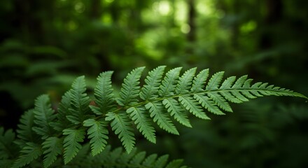 Serene Forest: A Single Fern Leaf in Lush Green