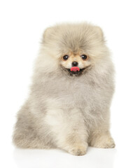 Cheerful Fluffy Pomeranian Puppy Sitting With Joyful Expression