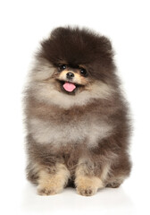 Adorable Fluffy Pomeranian Puppy Sitting Joyfully on White Background