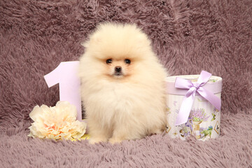 Title Adorable Fluffy Pomeranian Puppy With Birthday Gift And Flowers
