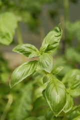 Basil plant in a garden