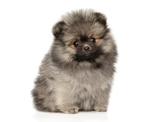 Fluffy Pomeranian puppy sitting on white background