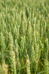 Close-up of green wheat spikes growing in field at summer day. Concept of agriculture, crop cultivation, organic farming and sustainable food production