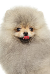 Fluffy young Pomeranian puppy with tongue out