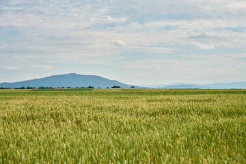 Green wheat field with blue cornflowers under cloudy summer sky and mountain in background