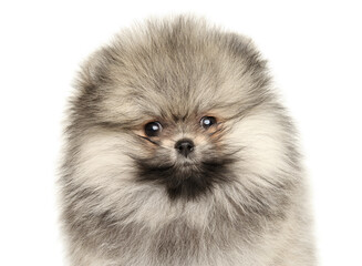 Fluffy Pomeranian puppy closeup with expressive face and thick coat