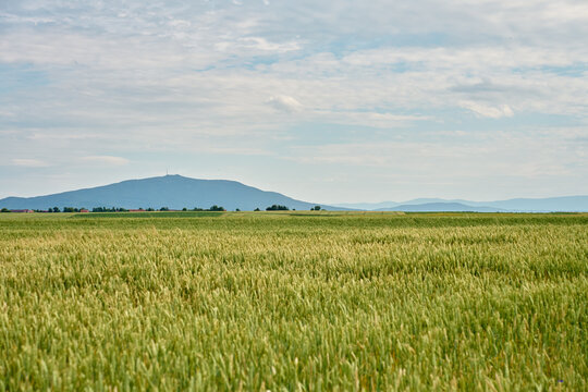 Green wheat field with blue cornflowers under cloudy summer sky and mountain in background