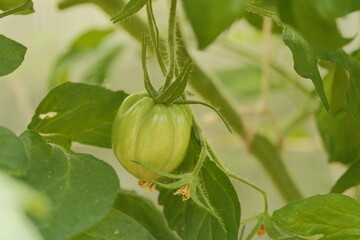 Tomatoes growing on a plant in the garden 