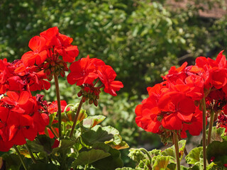 cheerful red geranium flowers, potted plant in the garden, blurred background