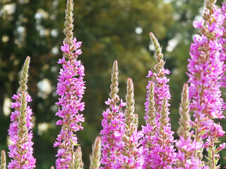 Gardening: flower spikes of Purple loosestrife (Lythrum salicaria), inflorescences very decorative in the garden and as potted plant on the balcony, blurred background