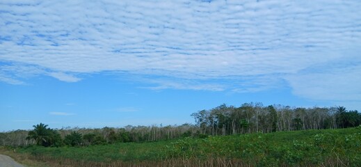 landscape with trees and blue sky