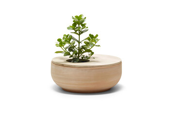 Exotic home plant in wooden round pot isolated on white. Modern home interior design