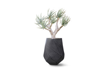 Decorative exotic plant in black flowerpot isolated on white. Element of home design interior