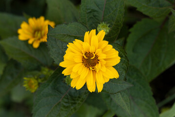 Heliopsis scabra ( Sommersonne, Sonnenauge) im Garten