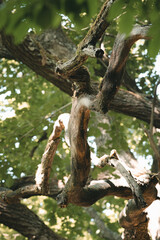 Fototapeta premium Vieilles branches tordues d’un arbre majestueux