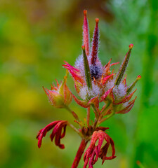 red and green wildflower buds coated in morning dew early on a spring morning