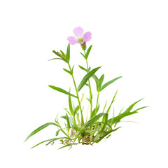 Fototapeta premium Little Wild Pink Flower in a Cute Plant Isolated On Transparent Background. 
